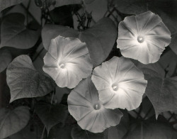 Morning Glories photo by Ansel Adams; Massachusetts, 1958