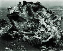 Drift Stump, North Coast photo by Edward Weston, 1937