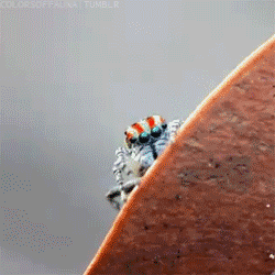 mynameismad:  colorsoffauna:  Cute Peacock Spiders :)  it’s