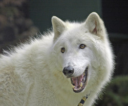 sdzoo:  Kenai, The Arctic Wolf by auntie rain on Flickr. Our