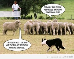 9gag:  Conspiracy sheep is on to something! 