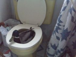 most-awkward-moments:  neon-x-brown:  mr-radical:  duck not again