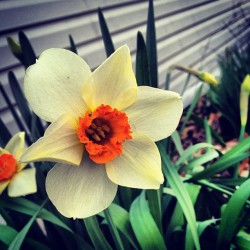 #daffodil  (Taken with instagram)