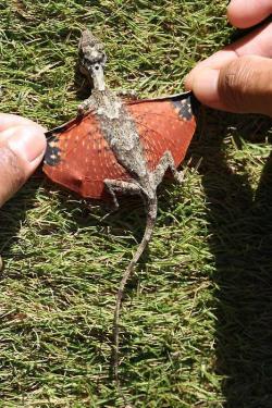 well-thathappened:  moonsmoker:  marfmellow:  A tiny dragon discovered