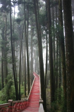  Ana Soler: Red Way  Red string on a teak pathway in Alishan