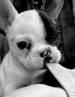 omfg, cutest dog.