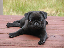 My Pug Obsession