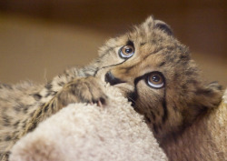 thefluffingtonpost:  8 Baby Cheetahs Who Will Grow Into Ruthless