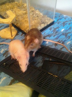 Rufus, and Pebbles (: