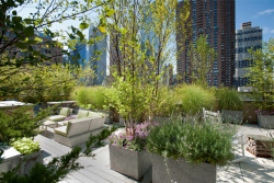 The perfect rooftop garden in New York, photo by Charles de