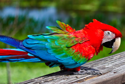 bird-fix:  Green Wing Macaw  @AdorableBipolar