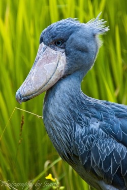 zolanimals:  Shoebill by Jeannette Rud  If everyone else weren’t