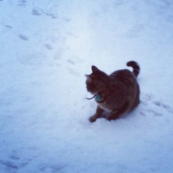 Cougar acting like he had never seen snow before. Spent the first