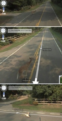 nicoception:  youissmartkindimportant:  GOOGLE KILLED A DEER