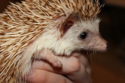 hedgehogsss:  Rigbee by {Amy Megan} on Flickr. 