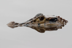 twelve-countries:  Black Caiman (Melanosuchus niger) - Lake Cocococha,