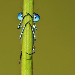 sav3mys0ul:  A damselfly hides behind a blade of grass, but it