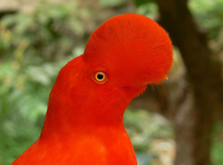 fat-birds:  Rupicola peruviana (Andean Cock-of-the-rock ) by