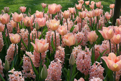 seasonsschange:Isn’t this mix of pink tulips and hyacinths