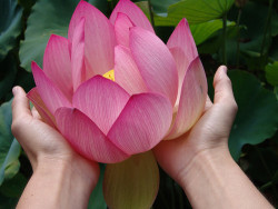 culturedwind:  “As a lotus flower is born in water, grows