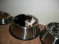 epic4chan:  iz kyoot:  puppy sleeping in a dog bowl  画   todos