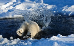 polar bear shooting water out its butt