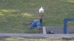  You see the weirdest things at parks in LA. This guy was bench-pressing