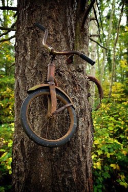 letha1:   A boy left his bike chained to a tree when he went