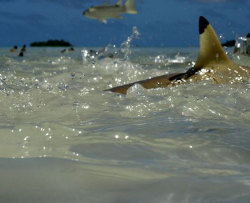 discoverynews:  Shark Feeding Frenzy Caught on Video Yanchep