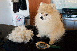 tommypom:  behind the scenes. 