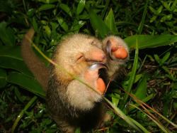 hannahluella:  Oh hello there little pymgy/silky anteater. Aren’t