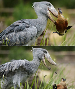 fyeahshoebills:  fairy-wren:  shoebill tossing around a duck