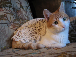 speedygal: essiecatter:  kittysuggest: She’s cozy   They’re 