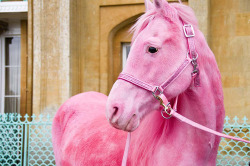 lilyadauletaliyeva:  I’ve always known that pink ponies exist!