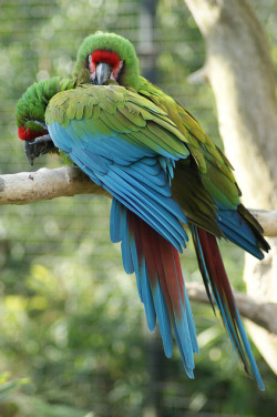 bird-fix:  Military Macaws  tu y yo @AdorableBipolar