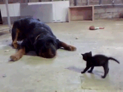 c-ori:  this is how my kitty and huge dog are like hahahaha.