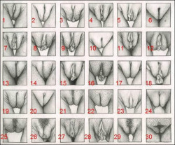 anonymousnakedness:  What kind of vagina do you have?