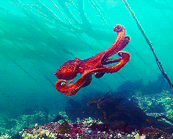 frozenplanet:  Pacific giant octopus has just mated for the first