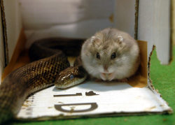 funkysafari:  A rodent-eating snake and a hamster have developed