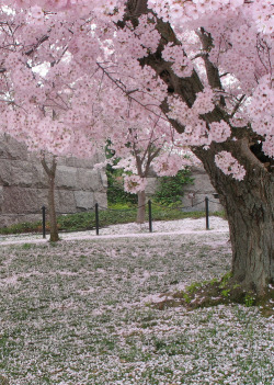 mildhoney:  mildhoney  cherry blossoms remind me of sweet things?