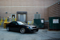 Pure Muscle
