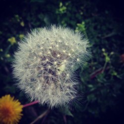 #flower#dandelion #photography #instagram #iphoneography  (Taken