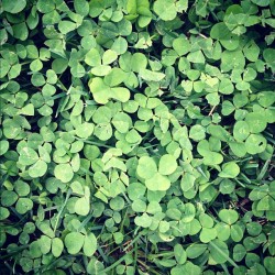 #clover #instagram #iphoneography  (Taken with instagram)