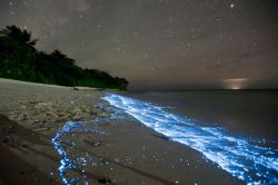 abluegirl:  Blue waves produced by bioluminescent phytoplankton: