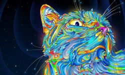 stonerbusiness:  Trippy  this kitty’s spaced too! kneeerp
