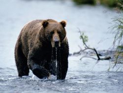 giraffeinatree:   Kodiak bears are a particularly large subspecies