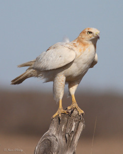 hearty-white-owl:  fat-birds:  Leucistic Red-Tailed Hawk by J