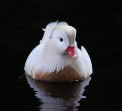 fat-birds:  Leucistic male Mandarin. by A.Birdseye. on Flickr.