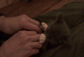 kittiesntitties.tumblr.com/post/19660648862/