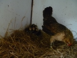 ms-ashri:  Mommy Belgium Quail, Amy, with her new babies ;u;)